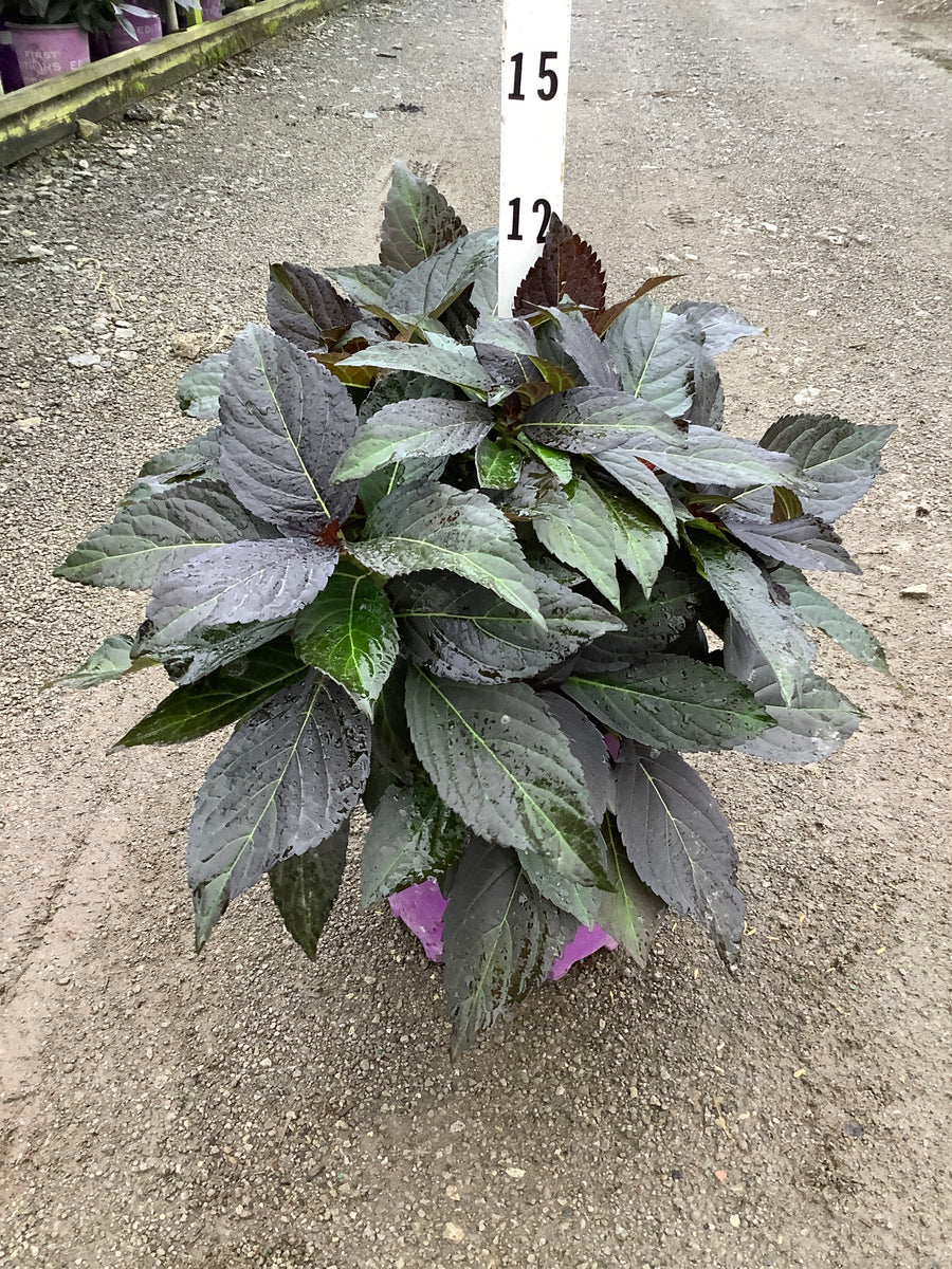 Hydrangea macrophylla 'Eclipse'