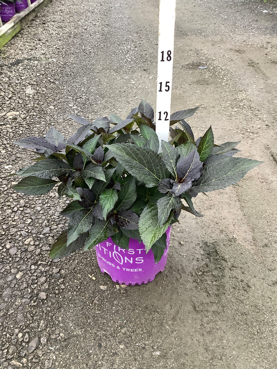 Hydrangea macrophylla 'Eclipse'