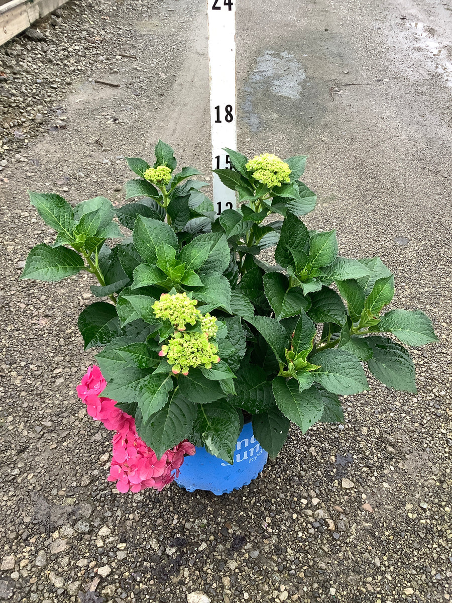 Hydrangea macrophylla 'Summer Crush'