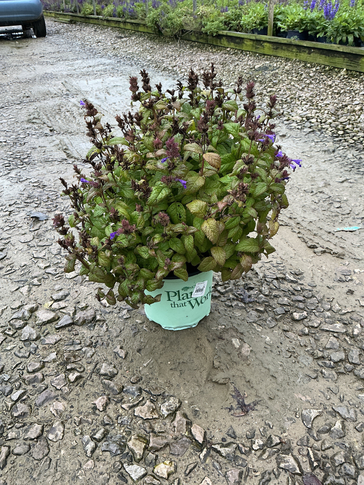 Nepeta neptune