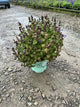 Nepeta neptune
