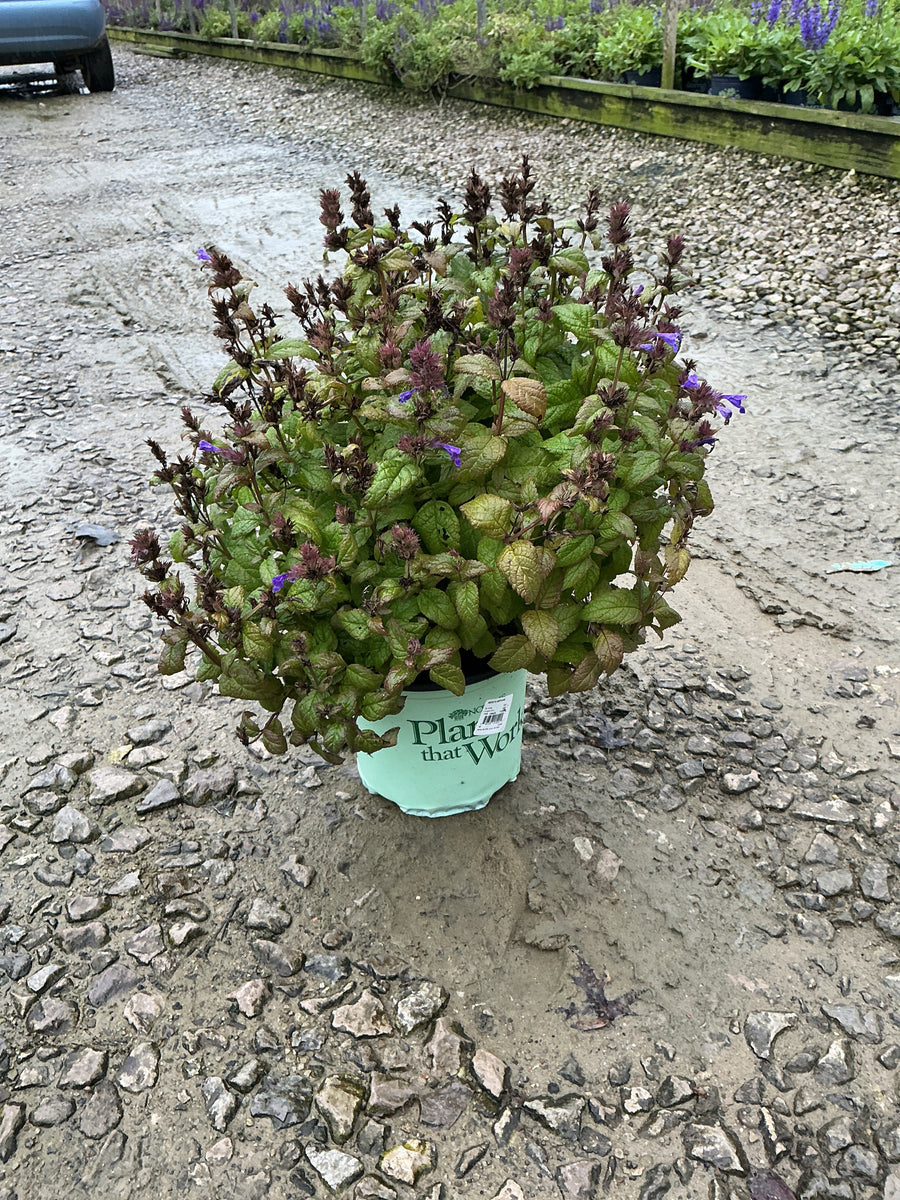 Nepeta neptune