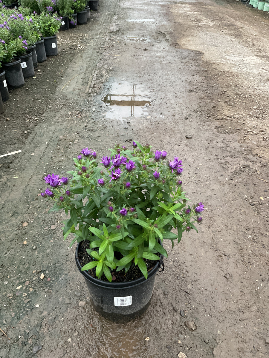 Aster novi-belgii 'Purple Dome'