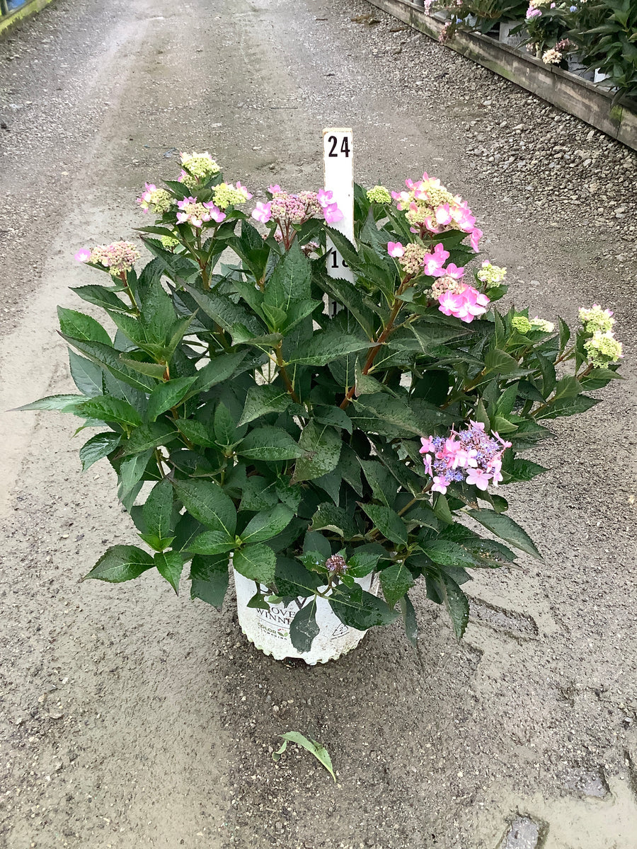 Hydrangea macrophylla 'Lets Dance Can Do'