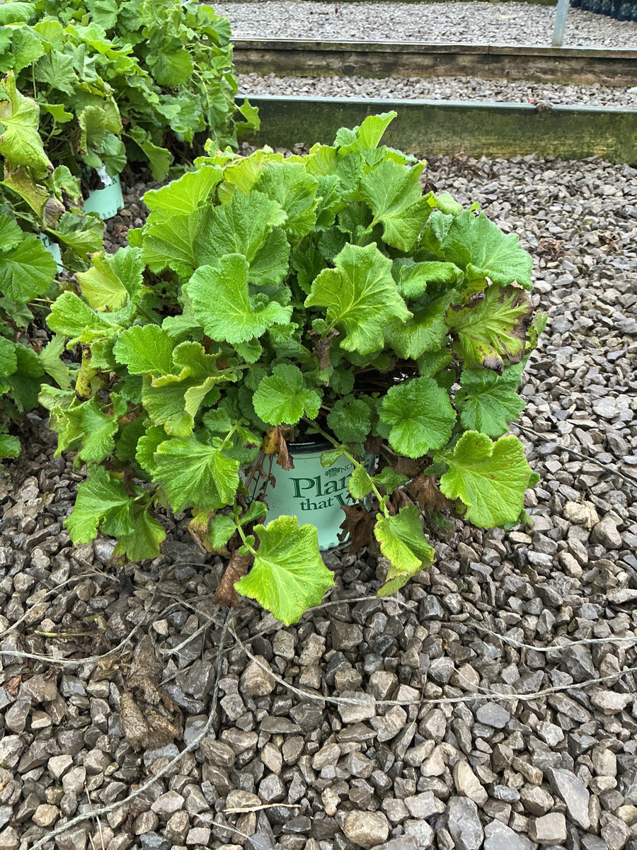 Geum tempo 'Orange'