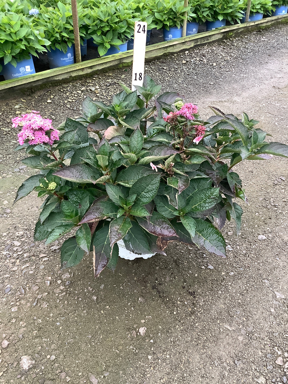 Hydrangea 'S Tuff Stuff Top Fun'