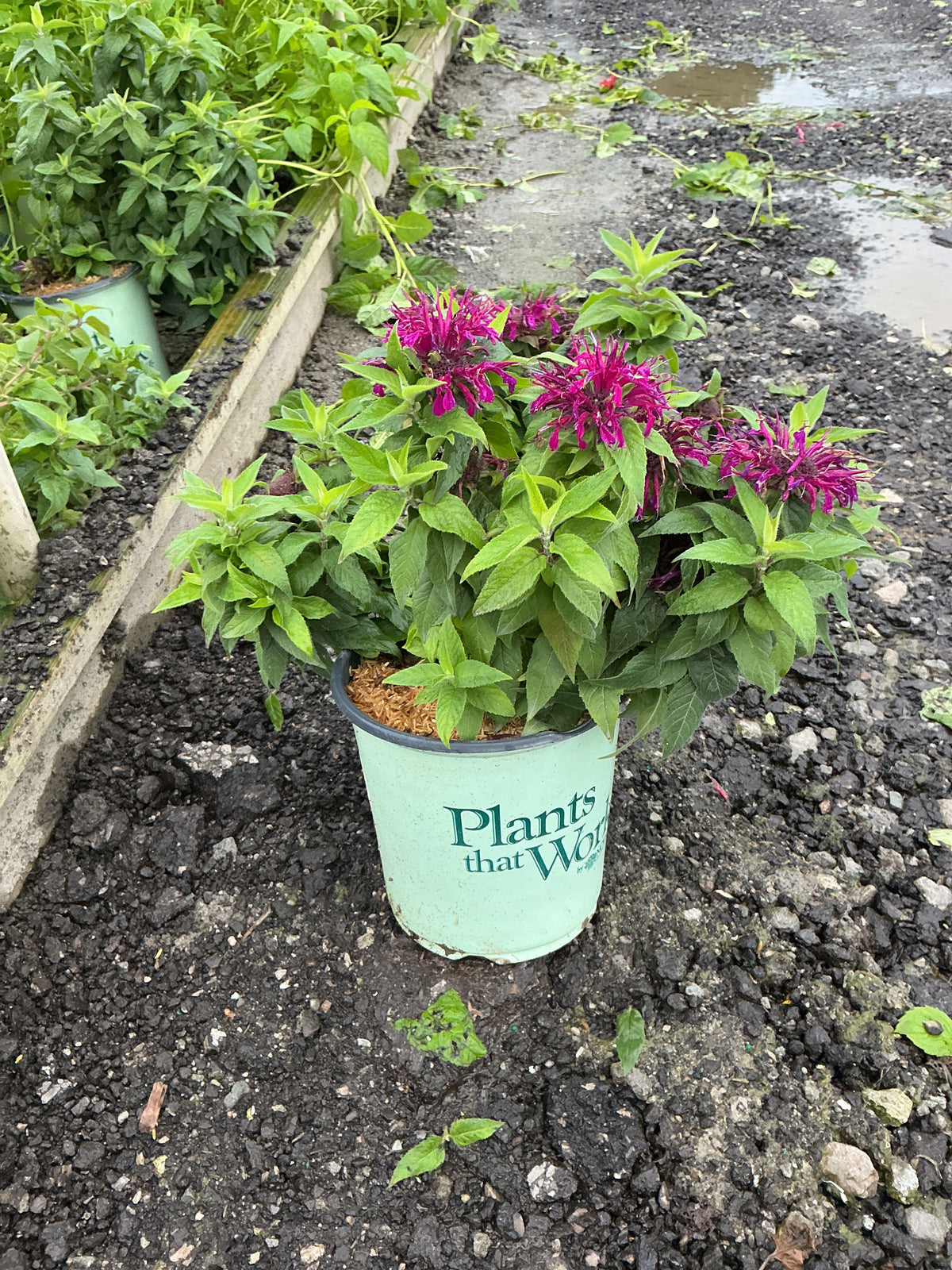 Monarda balmy 'Purple'