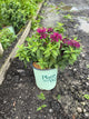 Monarda balmy 'Purple'