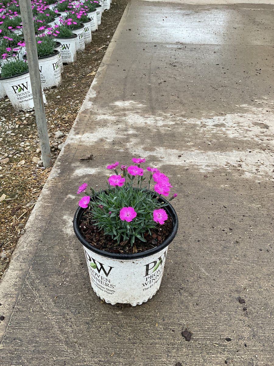 Dianthus paint 'The Town Fuchsia'