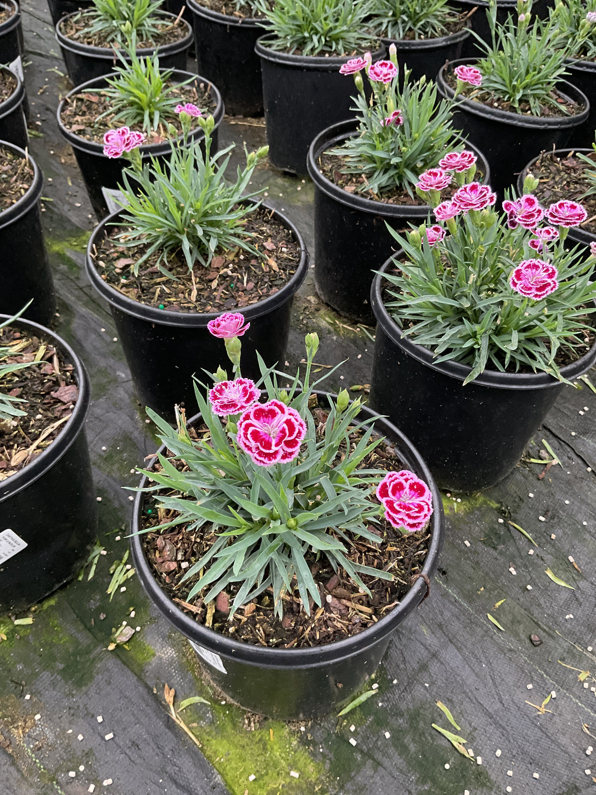 Dianthus delilah 'Purple Bicolor'
