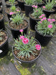 Dianthus delilah 'Purple Bicolor'