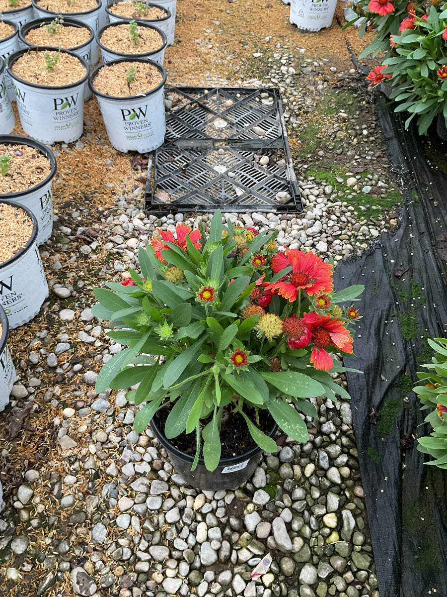 Gaillardia spintop 'Yellow Touch' â€” G1