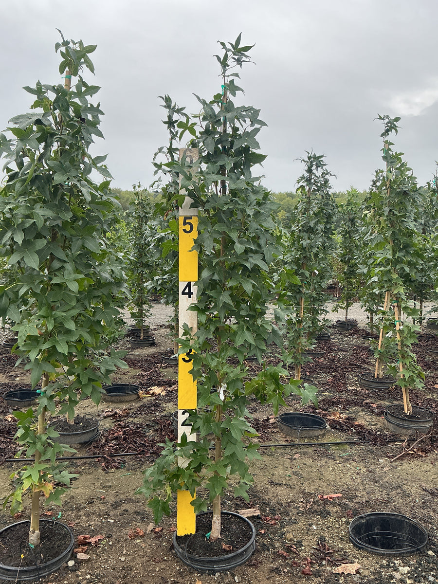 Liquidambar styraciflua 'Slender Silhouette'