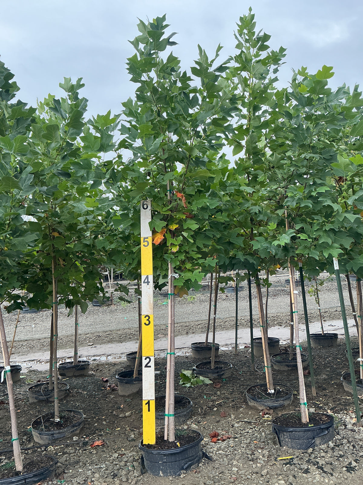 Liriodendron tulipifera