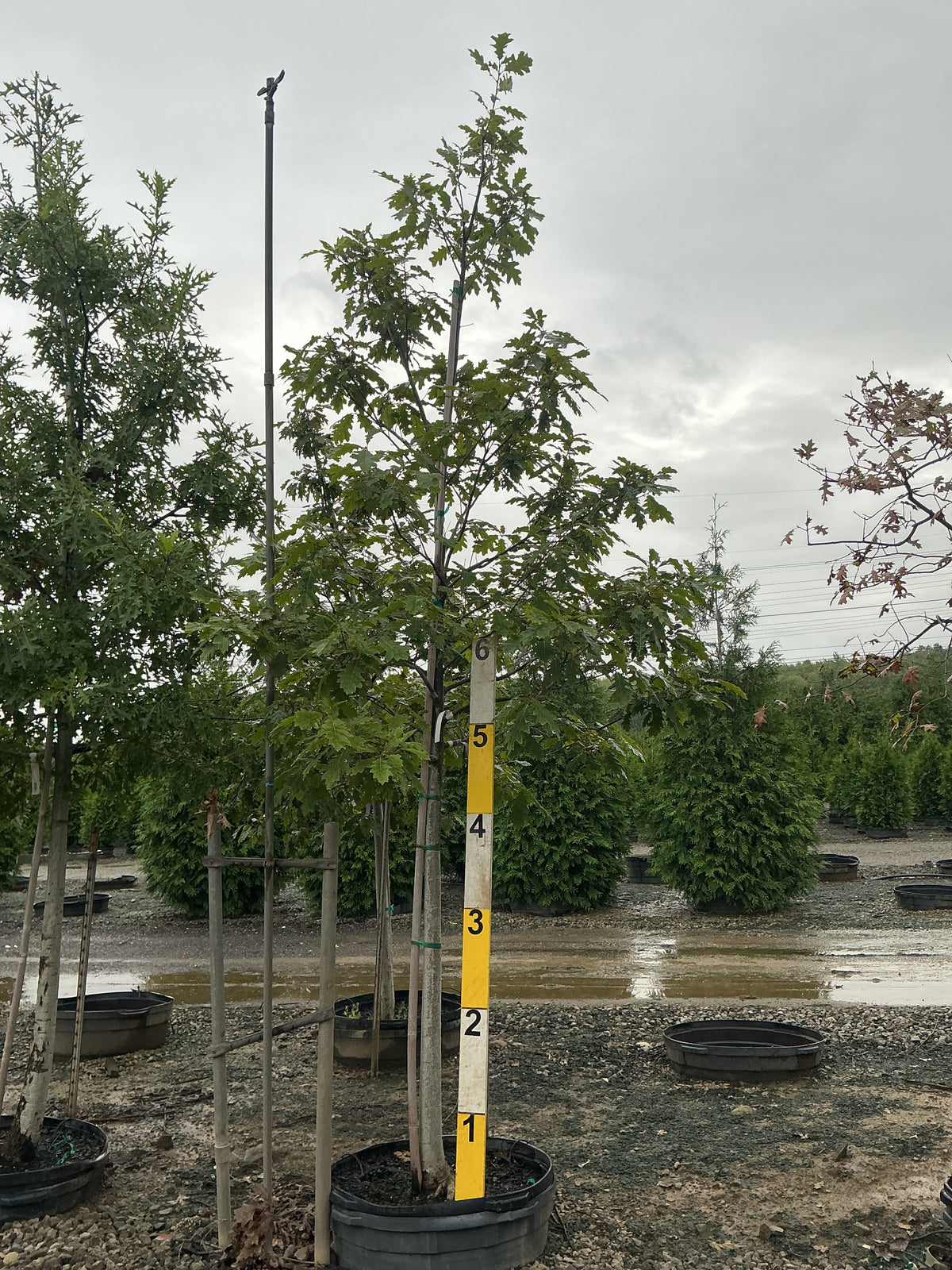 Quercus rubra 'Rubrum'