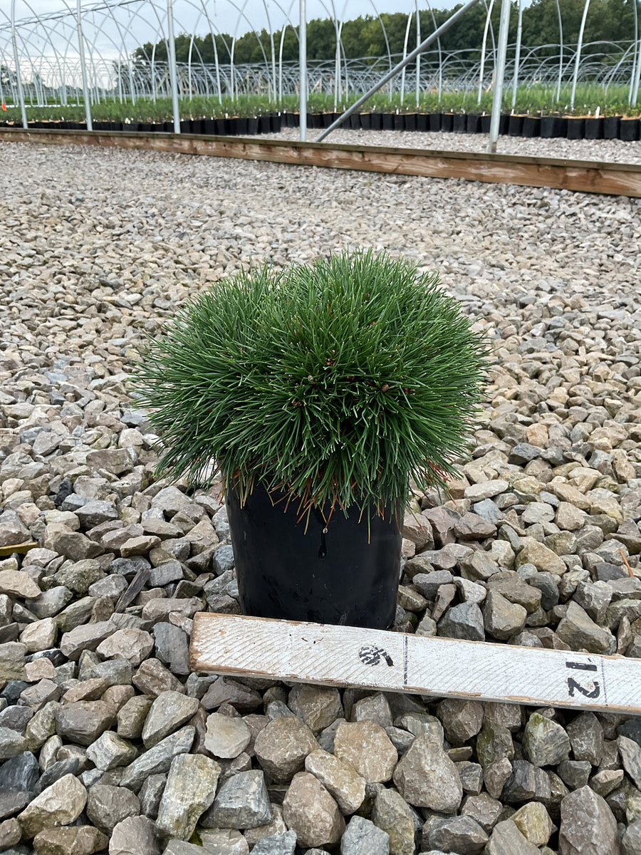 Pinus mugo 'Enci'