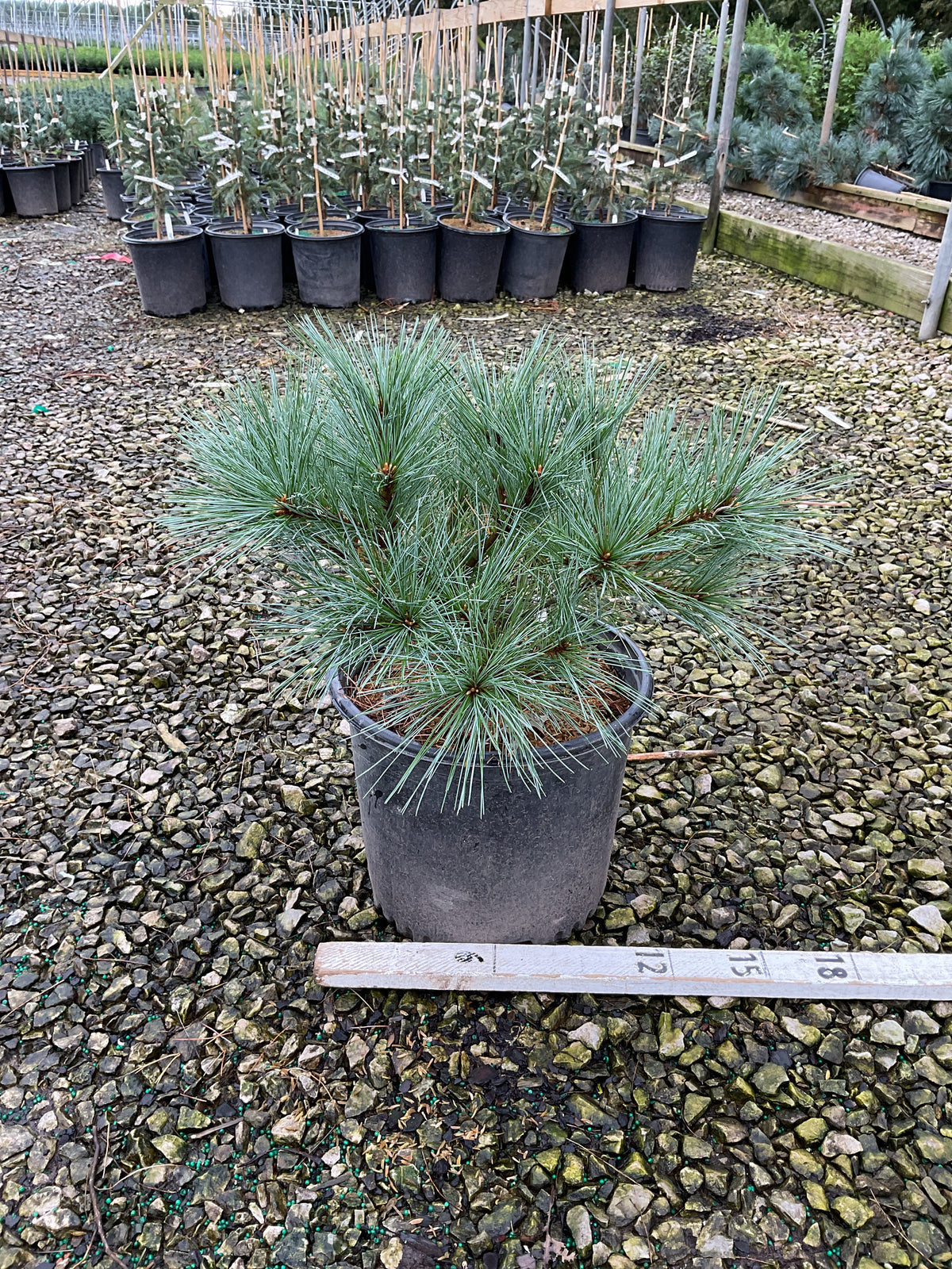 Pinus strobus 'Blue Shag'