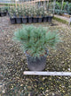 Pinus strobus 'Blue Shag'