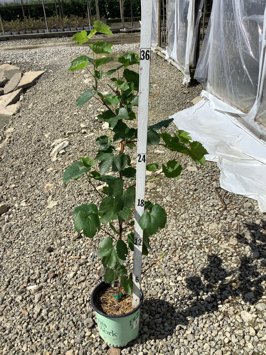 Vitis canadice 'Canadice'