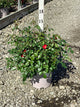 Rosa Scarlet Drift® ('Meidelvega')