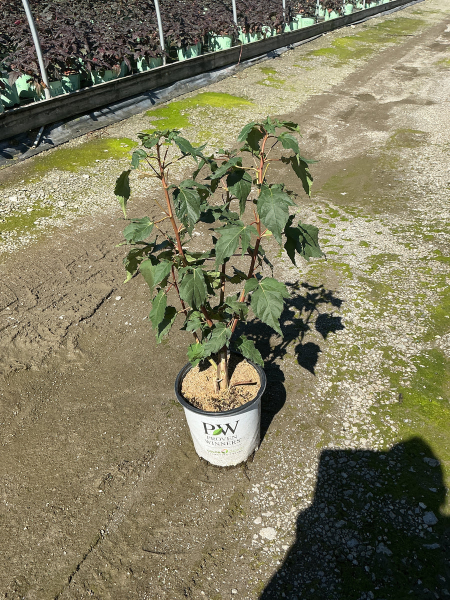 Hibiscus x 'Summerific Valentines Crush'
