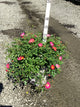 Rosa 'Drift Meijocos'