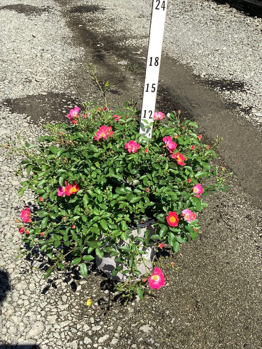 Rosa 'Drift Meijocos'