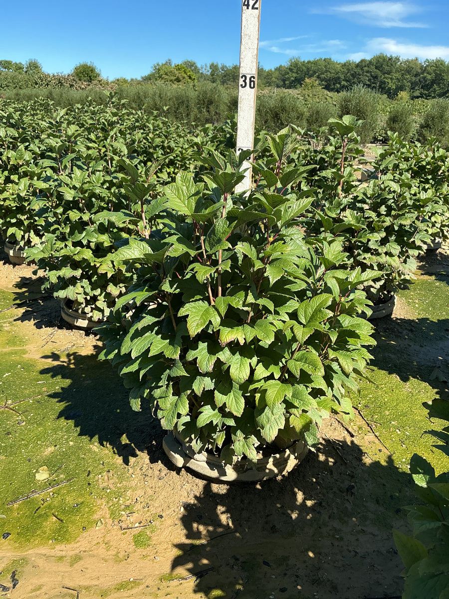 Viburnum trilobum 'Compactum'