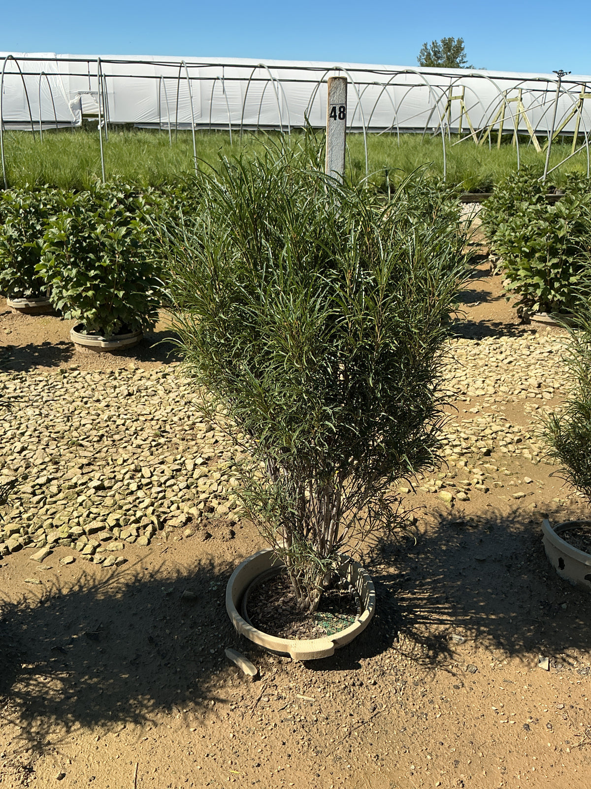 Rhamnus frangula 'Ron Williams'