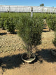 Rhamnus frangula 'Ron Williams'