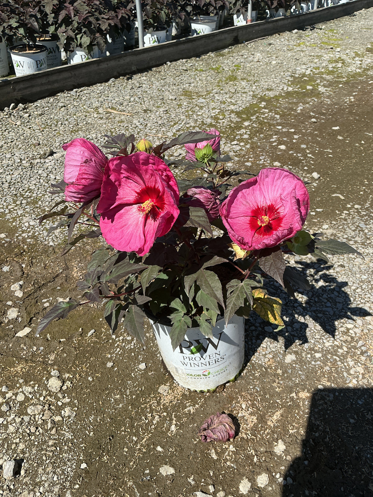 Hibiscus x 'Summerific Berry Awesome'