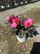 Hibiscus x 'Summerific Berry Awesome'