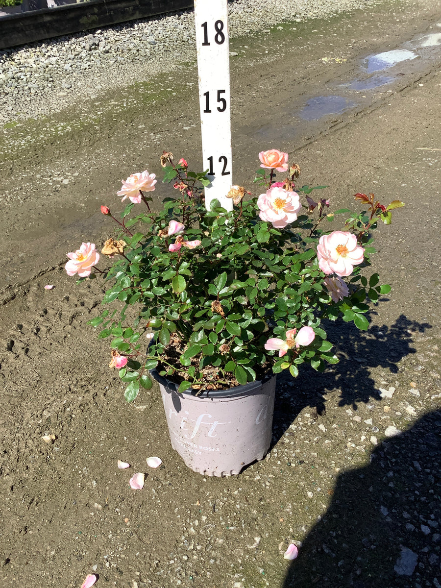 Rosa 'Drift Meimirrote'