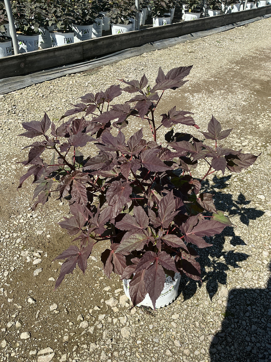 Hibiscus x 'Summerific Evening Rose' â€” G2 PW