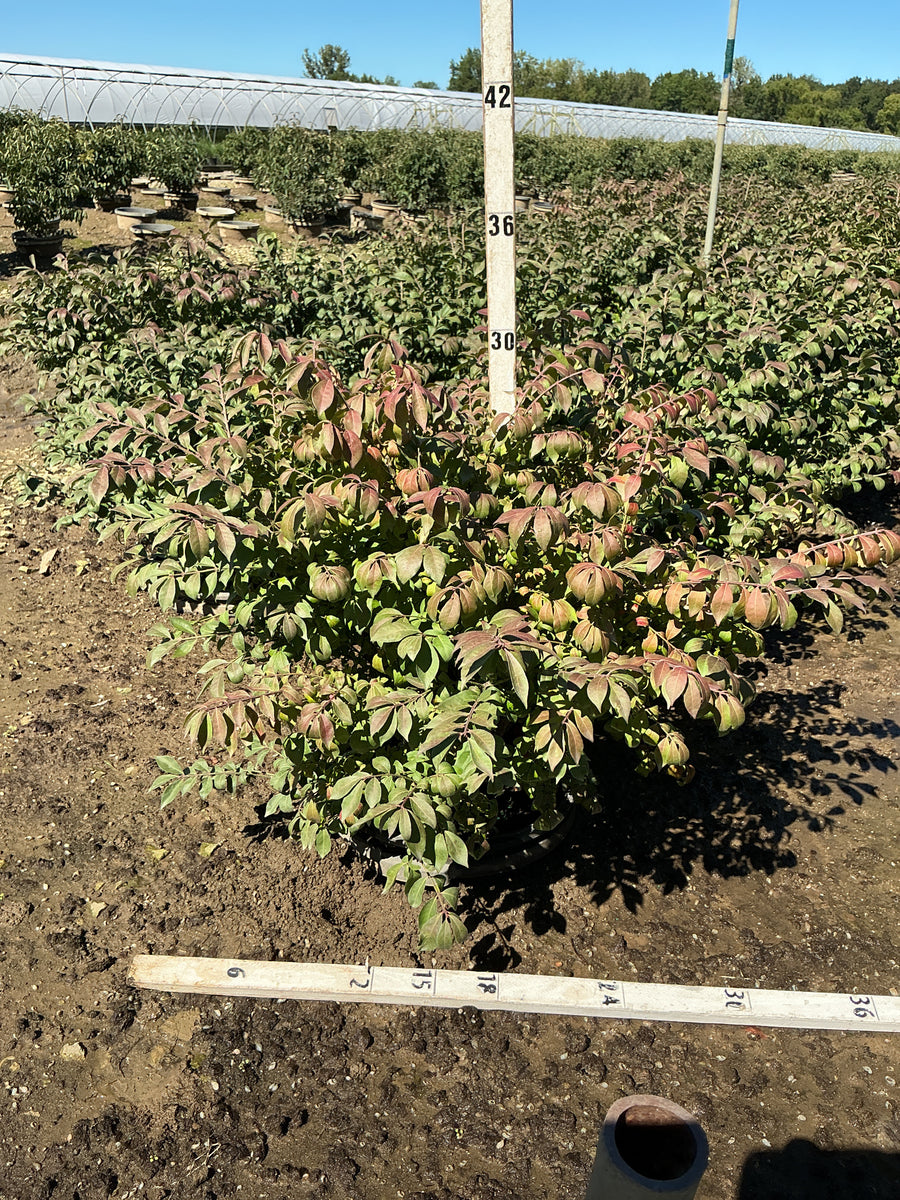 Euonymus alatus 'Compactus' â€” G7 24