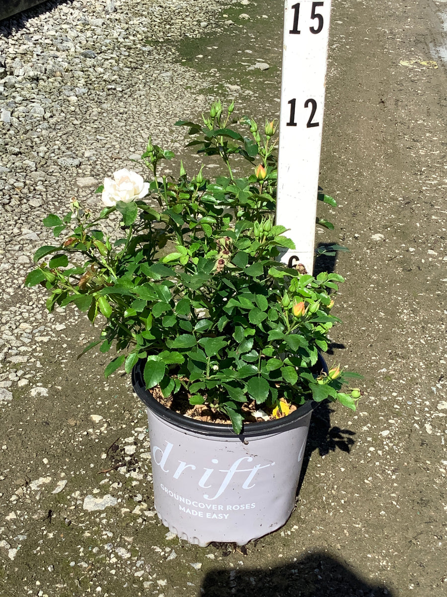 Rosa 'Drift Popcorn'