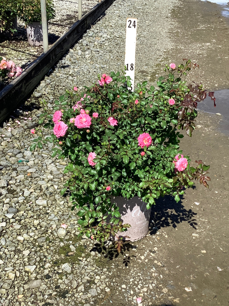 Rosa 'Drift Meiswetdom'