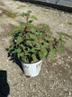 Hibiscus x 'Summerific Candy Crush'