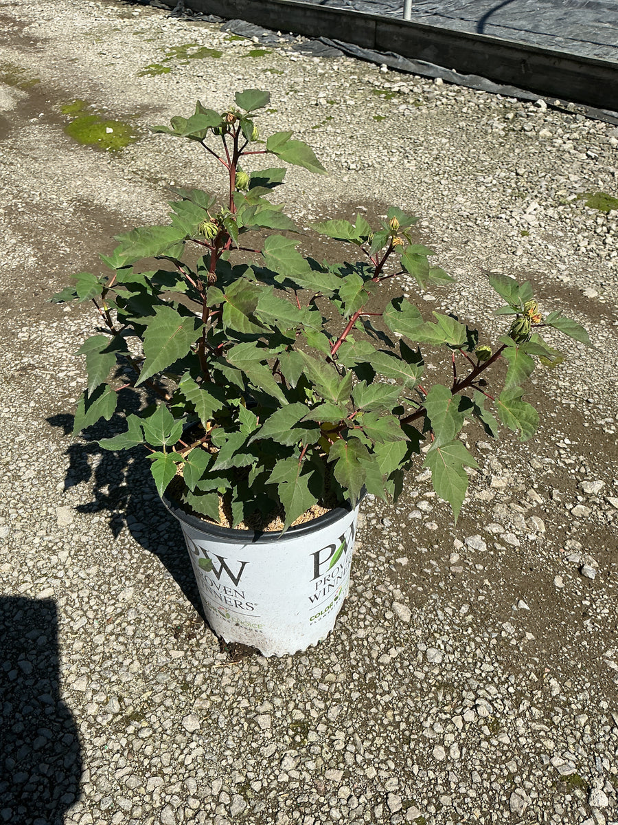 Hibiscus x 'Summerific Candy Crush'
