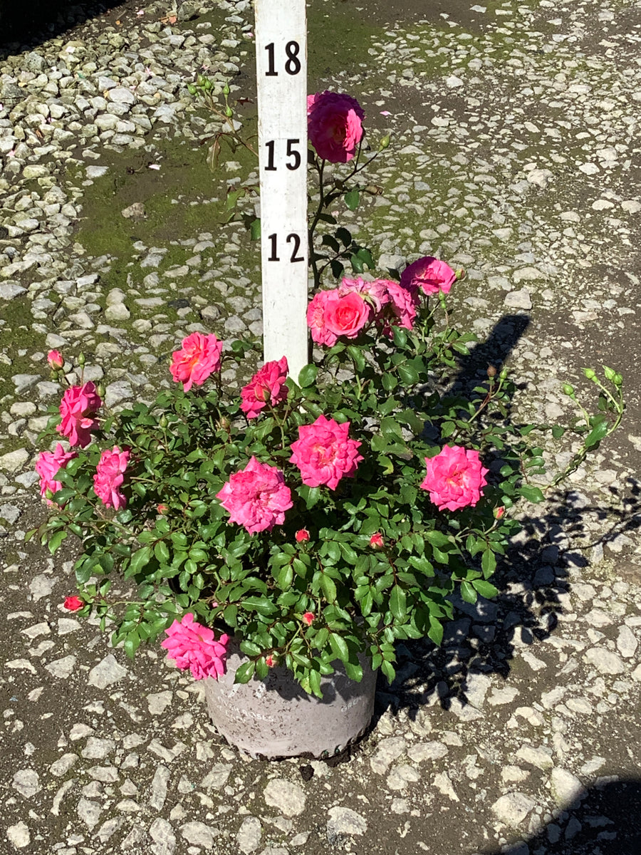 Rosa 'Drift Meiswetdom'