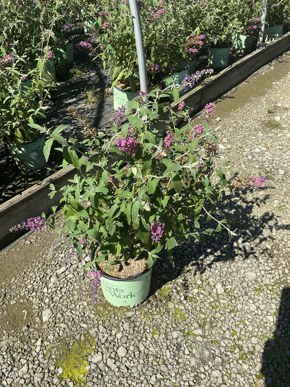 Buddleia x weyeriana 'Bicolor'