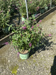 Buddleia x weyeriana 'Bicolor'