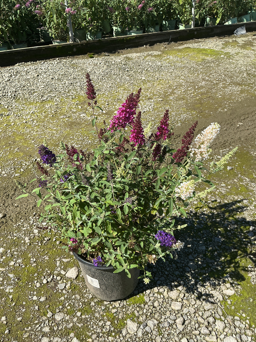 Buddleia davidii BUZZ series ‘Sky Blue’, ‘Hot Raspberry’, “ivory’