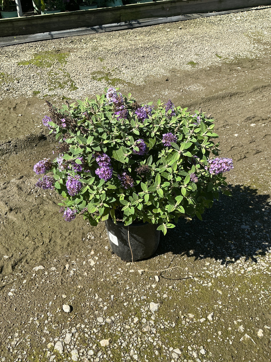 Buddleia davidii ‘Li'l Lavender’ ('BotEx 004')