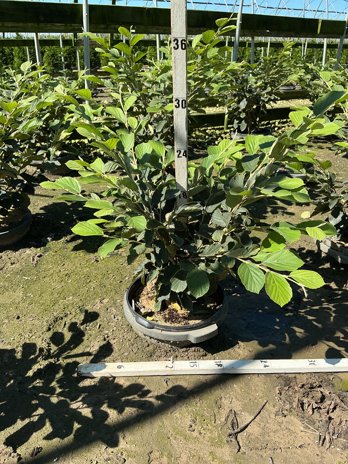 Hamamelis x intermedia 'Arnold's Promise'