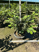 Hamamelis x intermedia 'Arnold's Promise'