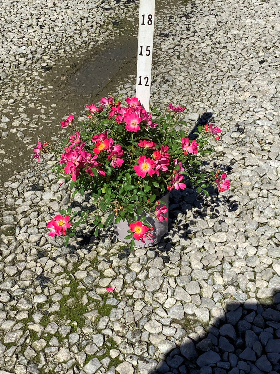 Rosa 'Drift Meijocos'