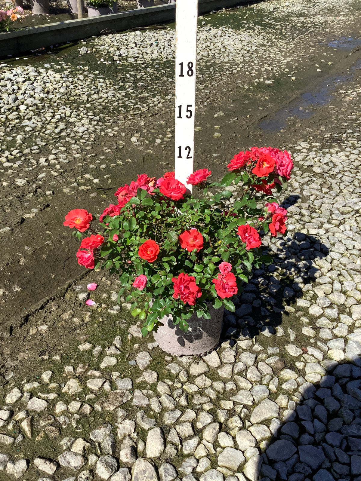 Rosa 'Drift Meidrifora'