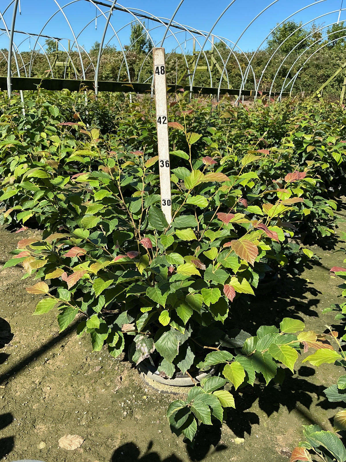 Hamamelis vernalis