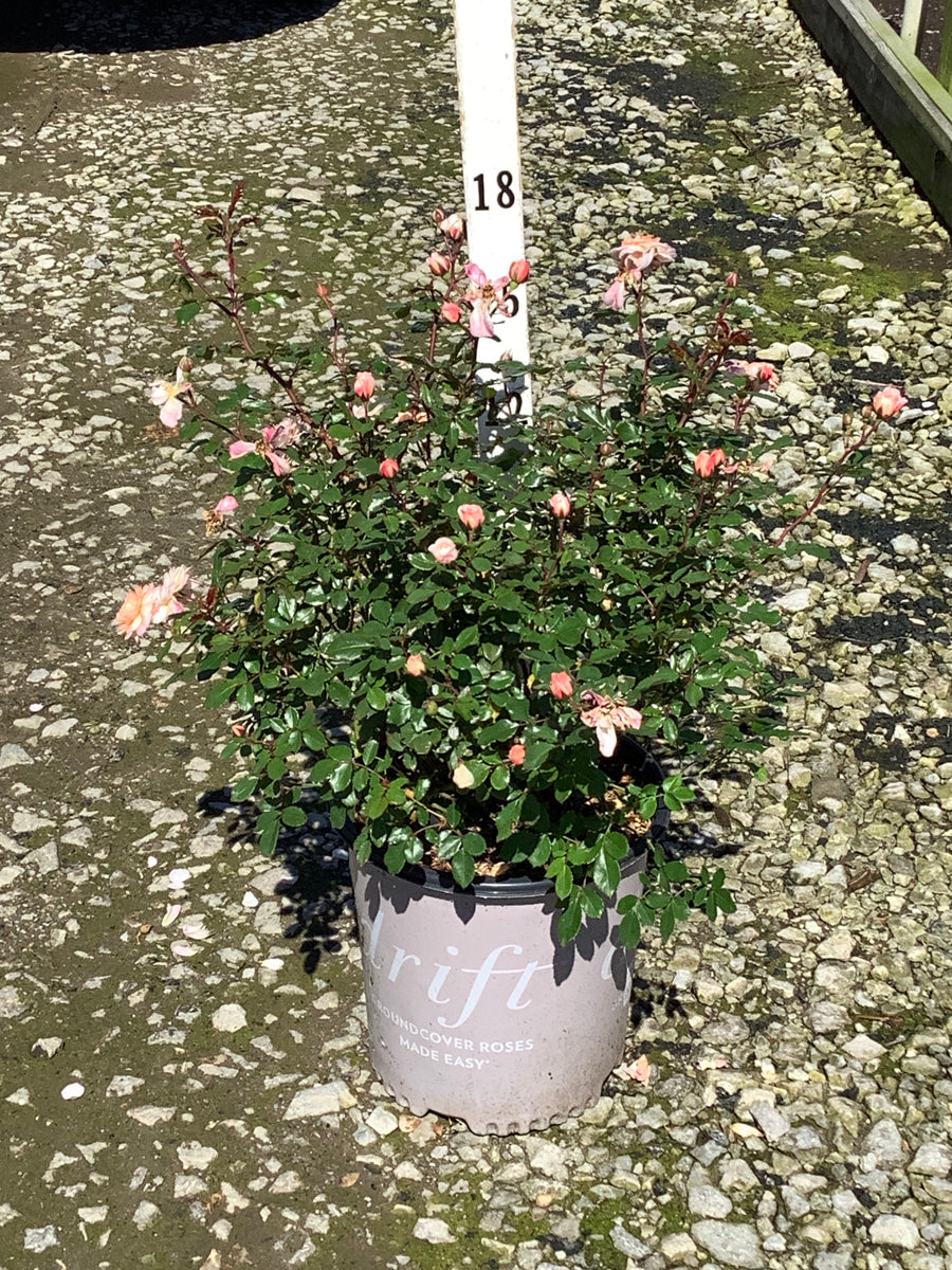 Rosa 'Drift Meimirrote'